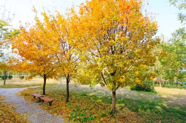 Akçaağaç ve ahşap tabure, parkta sonbahar manzarası, yakın plan fotoğraf.