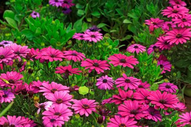 Afrika kadife çiçeği, fotoğrafa yakın çekim.