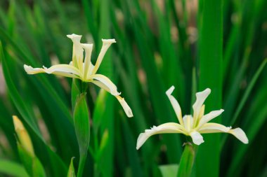 İris çiçekleri, yakın plan fotoğraf.