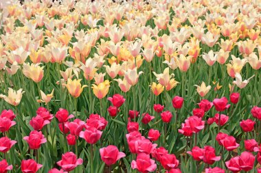 Bahçede lale çiçekleri