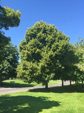 Loughborough Park Yeşillendirme, İngiltere