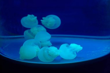 Denizanası, fotoğrafa yaklaş.