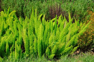 Vahşi doğada kuşkonmaz kokinensis