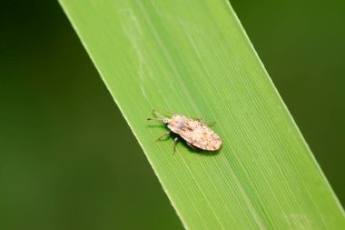 Tingidae böcekleri doğadaki bitkilerde