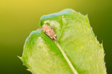 Tingidae böcekleri doğadaki bitkilerde