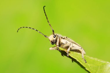 Yeşil yapraklı uzun mısır