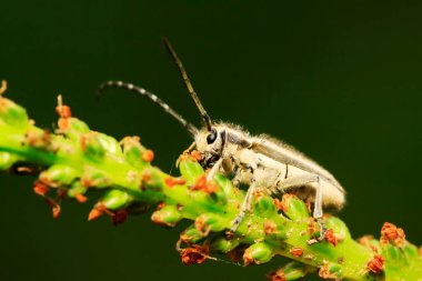 Yeşil yapraklı uzun mısır