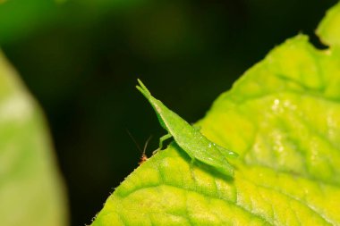 Atractomorpha sinensis Bolvar doğadaki bitki üzerine