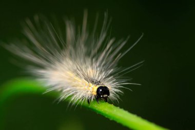 Yeşil yapraklı tırtıl, fotoğrafa yakın çekim.