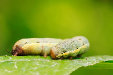 Lepidoptera böcek larvaları doğada bitki üzerinde