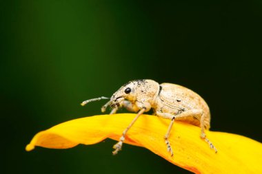 Yabani bitkilerdeki buğday biti