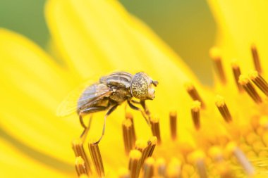 Eristalis arvorum doğadaki bitki üzerine