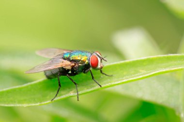 Calliphora Vicina doğadaki bitki üzerinde