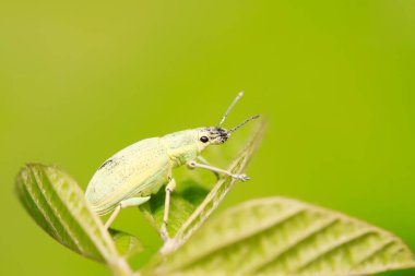 Yabani bitkilerdeki buğday biti