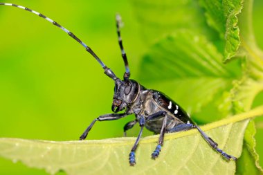 Yeşil yapraklı uzun mısır