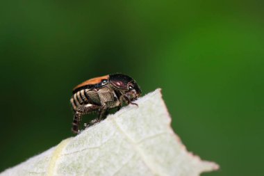 Vahşi doğada çiçekler üzerinde popillia böcekleri