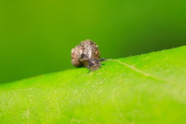 salyangoz vahşi yeşil bitki üzerinde closeup 