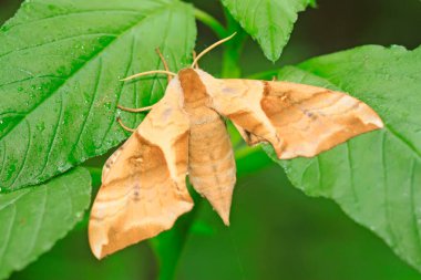 hawkmoth üzerinde vahşi yaprak yeşil fasulye