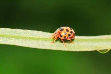Epilachna vigintioctopunctata doğadaki bitki üzerinde