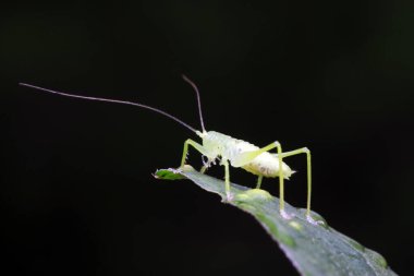 Uzun boynuzlu çekirgeler, yeşil yapraklı periler.