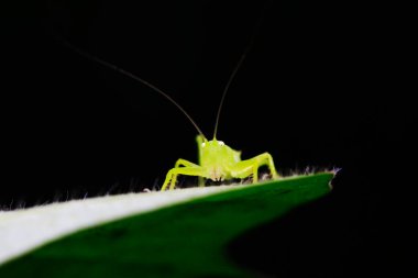 Uzun boynuzlu çekirgeler, yeşil yapraklı periler.