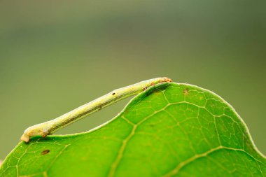 Geometridae doğadaki bitki üzerinde
