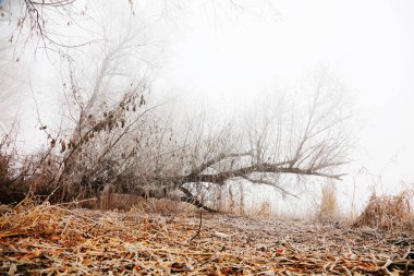 Kışın sisli ağaçlar