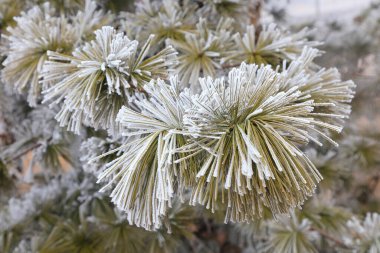 Buzlu ve karlı sedir ağacı