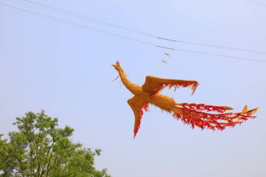 Phoenix ve ağaçların yakın görüntüsü