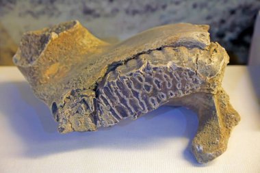 Beyaz yüzeyde gösterilen fosilleşmiş kemik parçası