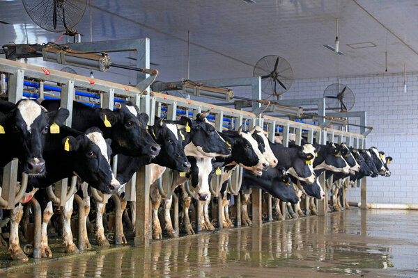 Milking parlor in dairy far