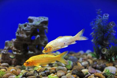 Koi akvaryumda yüzüyor.