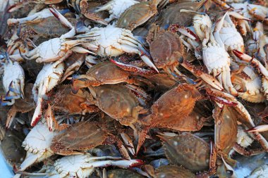 Yengeç yığınlarının yakın görüntüsü