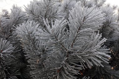 Parktaki Rime manzarası