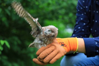 Vahşi ortamda Baykuş Çocuk, yakın plan fotoğraflar.