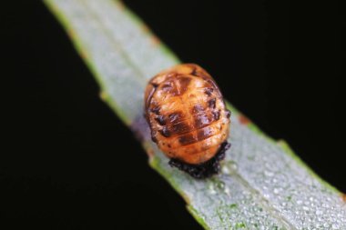 Yeşil yapraklı uğur böcekleri pupası, Kuzey Çin