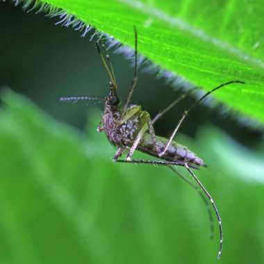 Yeşil yapraklı sivrisinekler, Kuzey Çin
