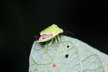 Yeşil yapraklı pis böcek, Kuzey Çin