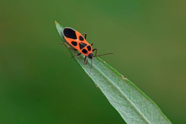 Yeşil yapraklı pis böcek, Kuzey Çin