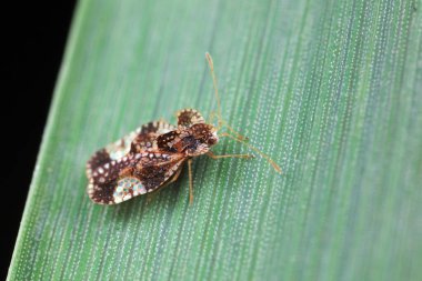 Yeşil yapraklı pis böcek, Kuzey Çin