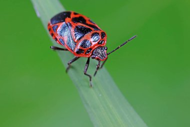 Yeşil yapraklı pis böcek, Kuzey Çin