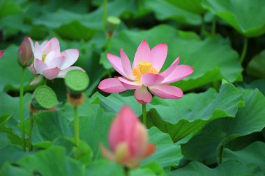 Güzel pembe lotus, yakın plan fotoğraflar.