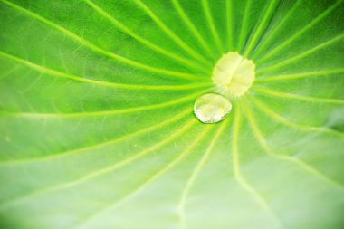 Taze nilüfer yaprakları çok temiz damarlarla