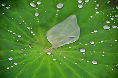 Taze nilüfer yaprakları çok temiz damarlarla