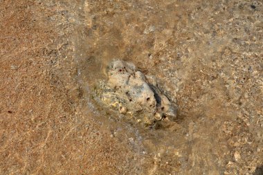 Dalgalarda, doğal ortamda kayalar