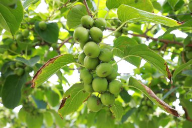 Dallarda aktinidia arguta