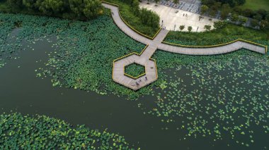 Su gölünde ağaç yaprağı ve nilüfer yaprağı, Luannan County, Hebei Eyaleti, Çin