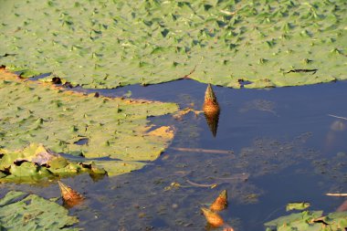 Aquatic Plants - Kuzey Çin, Ponds 'da Euryale ferox
