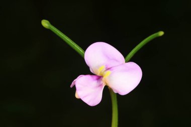 Siyah arka planda fasulye çiçekleri