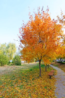 Akçaağaç ve ahşap tabure, parkta sonbahar manzarası, yakın plan fotoğraf.